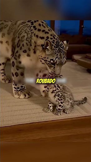 O Leopardo-das-Neves Que Voltou Para Agradecer Por Salvar Sua Vida!