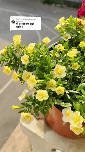 Exploring Calibrachoa Flowers: Single and Double Petals