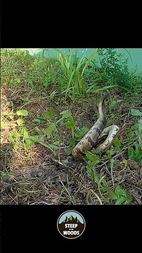 Headless Timber Rattlesnake #animals #reptiles #wildlife #scary #snakehead