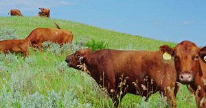 Red Angus Cattle Herd Grazing Pasture Stock Footage Video (100% Royalty-free) 1094609321 | Shutterstock