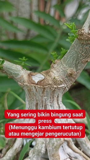 961 reactions · 135 comments | What often causes confusion during the bonsai process #bonsai #bonsaitree #bonsaimini #bonsaisancang #bonsaiindonesia | Pramaditya Gibrana Putra | Facebook