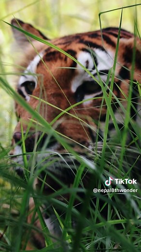 Exploring the Diverse Animals of Nepal