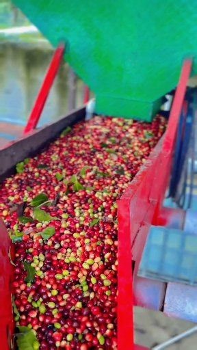 1.6K views · 11 reactions | Coffee Grinding and Washing Process #agriculture #farm #coffeefarming #modernfarmer #brazilianagriculture #coffeegrinding #coffeewashing | Hera Ummuyahya | Facebook