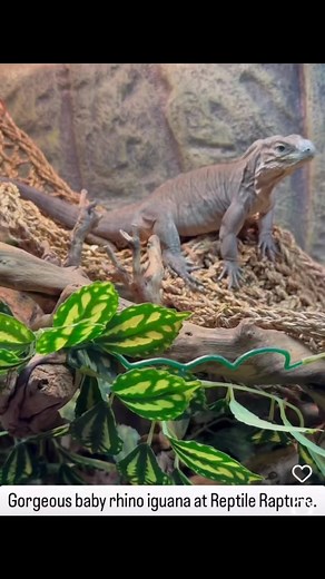 1.4K views · 18 reactions | Gorgeous baby rhino iguana at Reptile Rapture. www.reptilerapture.net #reptilerapture #rhinoiguana #reptilestore #iguana | Reptile Rapture | Facebook