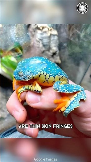 Fringed Leaf Frog 🐸 This Frog Looks PAINTED!