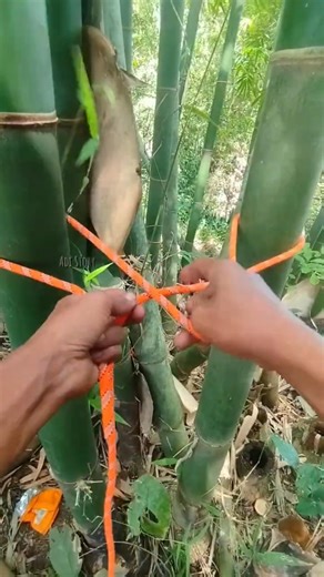 Strong Knot for Tying Two Wooden Poles Together! 🔥 #knottying #ropetrick #outdoorskills