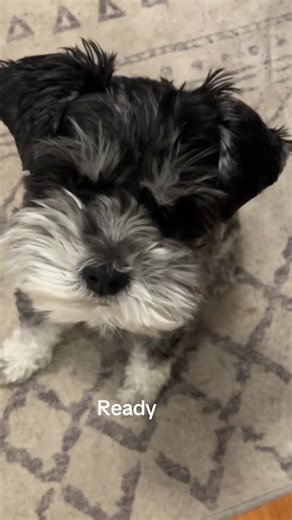 Surprise attack 💥 #schnauzer #dogsoftiktok #foryou #attack #viral | dog
