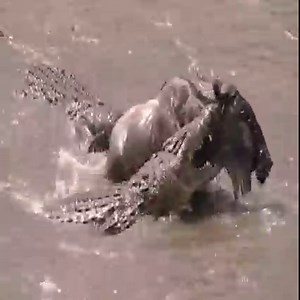 627K views · 4.6K reactions | The perilous migration of antelope. #Animal | Soul | Facebook