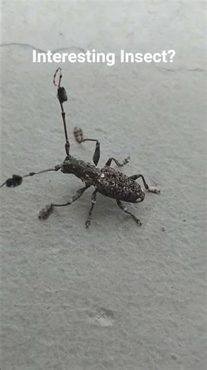 A different looking insect..