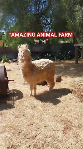 Inside a South African Animal Farm 🇿🇦 | Bloemfontein Farm Life Experience!