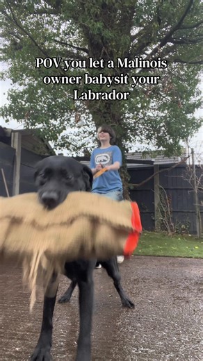 lab❌ black floppy eared tiny KNPV mal✅ #belgianmalinois #malinois #labrador #labradorretriever #bitework