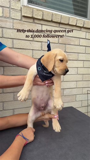 Help us get to 1,000 followers so we can go on LIVE to show off our pups! #guidedog #dog #follow #nonprofit #donate