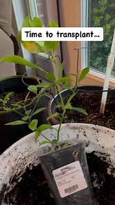 381K views · 54 reactions | My Calamondin Orange Tree or Calamansi ❤️ #gardening #gardeningtips #calamondin #adsonreels #viralreels #reelsusa #fypシ゚viral #fypシ #fyp #Pennsylvania #pinoy #calamansi #gardeningtips | Karren Alvaran | Facebook