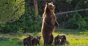 Nature | Grizzly 399: Queen of the Tetons | Season 42 | Episode 15