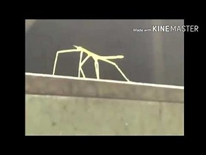 Stick Bug Dancing To Music - ITS LIT