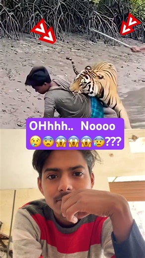 Very dangerous, ￼#tiger #wildlife