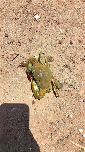Secret Dead Fish Bait Brings Crabs to the Trap! #crab
