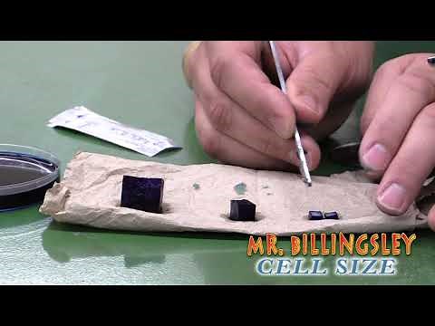 Why Are Cells Small? Potato Experiment!