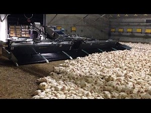 Modern Chicken Harvester at Chicken Farm - Inside Modern Chickens Farm - Poultry Farm technology