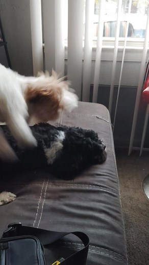 My Poor Lil Poops Puppy Drives Her Crazy 藍藍藍 | Alicia Littles | Facebook