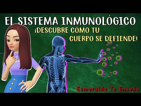 🛡️Sistema Inmunitario: Definición, Partes y Funciones🦠