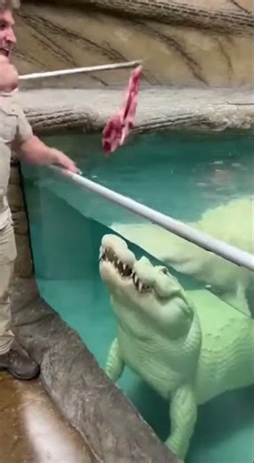 Giant White Alligator Drags Caretaker Into the Pool!