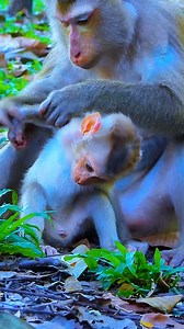 16 reactions | Baby Lynx practices balancing after Luna’s warm encouragement #fypシviralシ2024 #fypシ゚viralシ #BMW #reelsfacebook #reelsvideoシ #reelsviralシ #reelsviral #fypviralシ #reelschallenge #monkey #rose #rina #newbornbabymonkey | Angkor Forest | Facebook