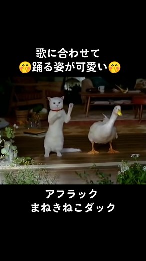 かわいいまねきねこダックのアフラックCM