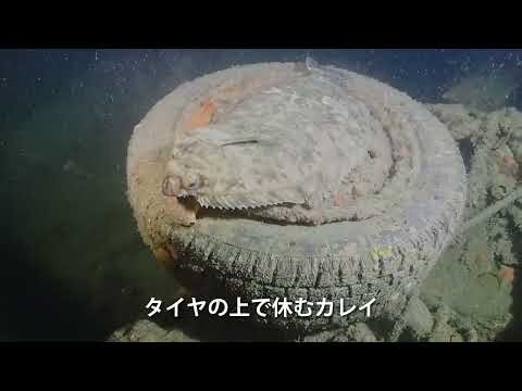 【水中映像】東日本大震災から15年目の海の記録