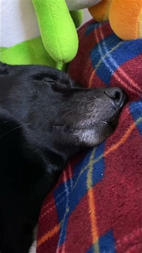 【劇中音声無反応爆睡黒犬】