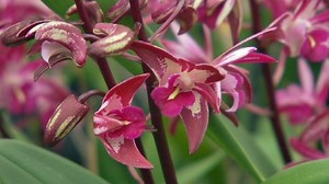 Native Beauties - Gardening Australia