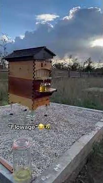 David Beckham's Flow Hive honey harvest 🐝🍯💛