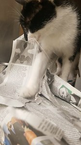 I was transferred to Hinsdale Humane Society. MORGAN - ID #A230179...