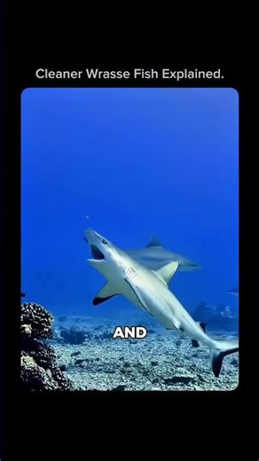 I Let a FISH Clean My Teeth Under Water! 😬🦷