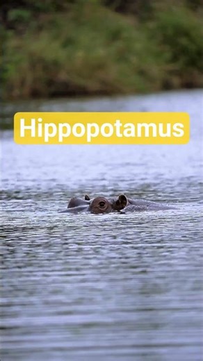 You Won't Believe Hippo's Secret Sunscreen