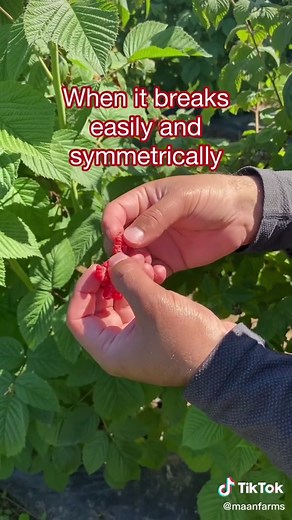 Maximizing Sweetness: Tips on Picking Ripe Raspberries