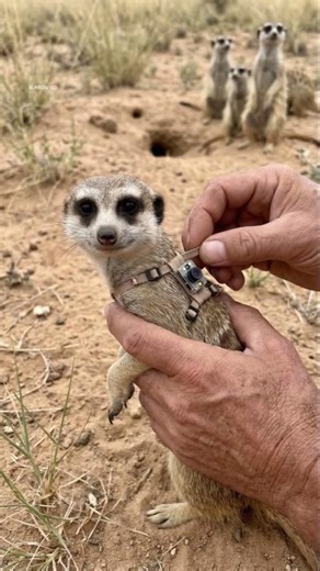 Meerkat POV: Inside a Hidden Underground Colony 🐾