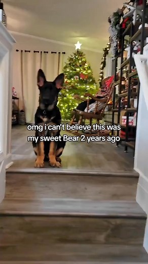 71K views · 2.3K reactions | the giant ears!! #germanshepherd #puppy #dog | bearsworld gsd | Facebook