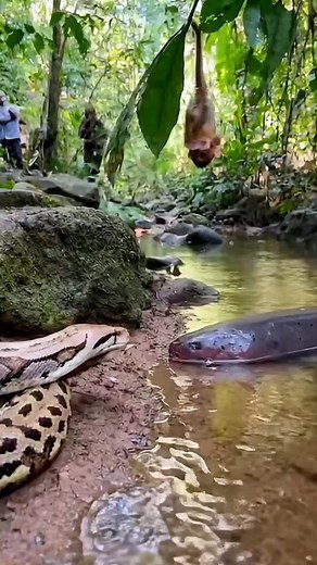 Tense River Standoff: Python vs Eel! 😨 | Riteek Kashyap