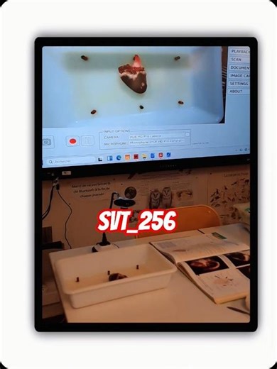 👉 “Dissection du cœur de dinde 🫀 | SVT 5e : le sang se mélange-t-il ?”
