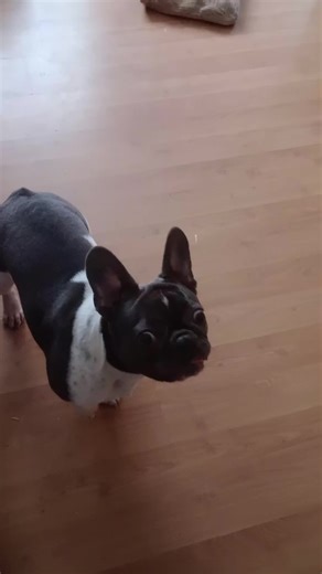 #моя#французский бульдог