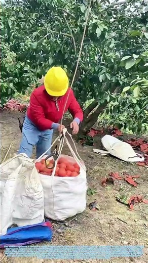 Orchard Airforce: How Drones Are Revolutionizing Fruit Harvest Logistics
