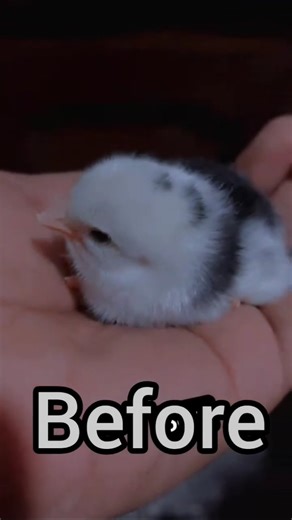 After 300 days #youtubeshorts #aseelmurga #chicken #roosterfarm #birds #foryou #viral #viralvideo