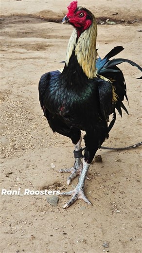 #trendingshorts #aseelmurga #roosterfarm #birds #raniroosters #kodipunju