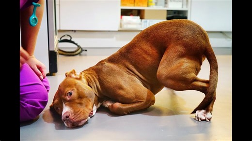 Three-Legged Pitbull Never Gave Up!