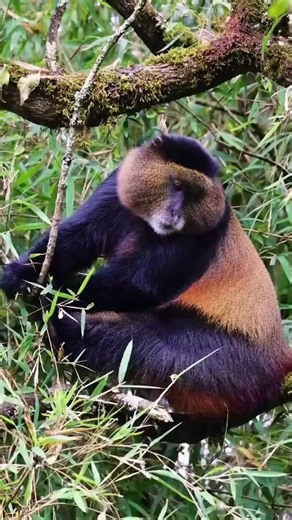 Moments like this don’t happen twice 🐒 Golden monkey trekking in Uganda #GoldenMonkey #UgandaTourism #VisitUganda #WildlifeTok #NatureTok