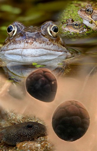 30K views · 875 reactions | From egg to tadpole, the amazing life cycle of a frog begins  | Robert E Fuller | Facebook