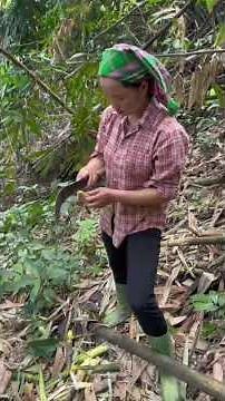 Finding a huge beehive in the forest and how to find drinking water when you forget to bring any ...