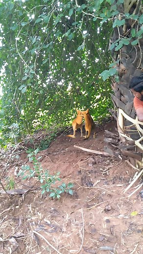 Catching kangaroo #viral #trending | Srikanta Dehury