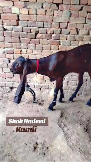 14K views · 1K reactions | Huzaifa goat farm Sahiwal Goats Farm 03158657985 | Huzaifa goat farm | Facebook